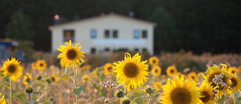 sonnenblumen-baumschule