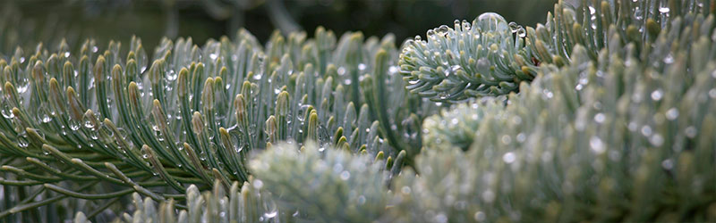 002_Header_von_Elling_Dezember_2025