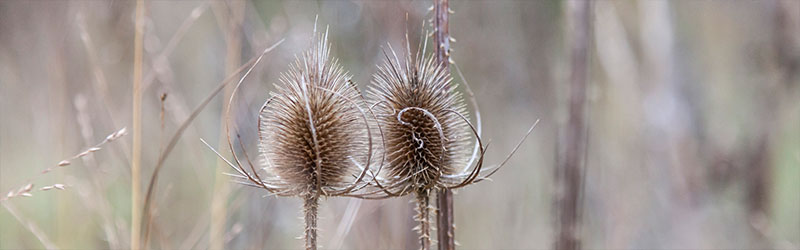 003_Header_von_Elling_Dezember_2025