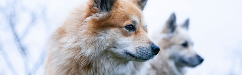 004_Header_von_Elling_Dezember_2025