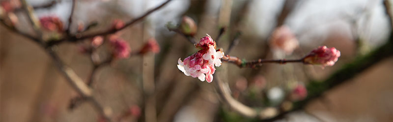 005_Header_von_Elling_Dezember_2025