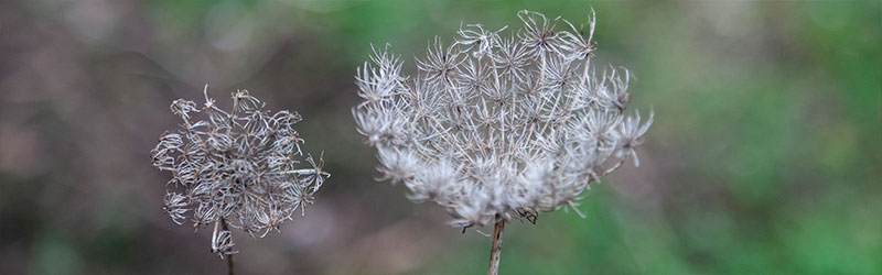 006_Header_von_Elling_Dezember_2025