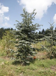 01_Blautanne_von_Elling