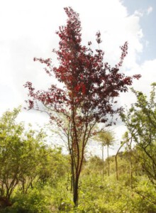 01_Blutpflaume_von_Elling