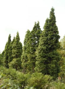 01_Lebensbaum_von_Elling