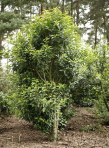 01_Port_Lorbeer_von_Elling