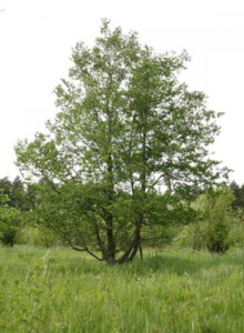 01_Scheinbuche_von_Elling