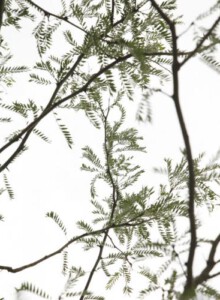 02_Christdorn_von_Elling