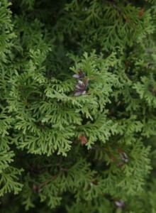 02_Lebensbaum_von_Elling