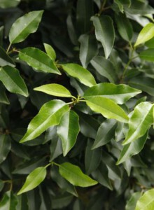 02_Port_Lorbeer_von_Elling