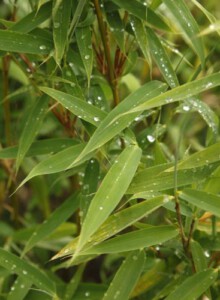 03_Bambus_von_Elling