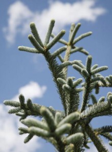 03_Blautanne_von_Elling