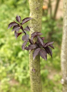 03_Blutpflaume_von_Elling