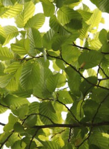 03_Hainbuche_von_Elling